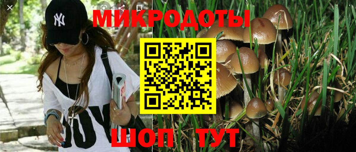 Псилоцибиновые грибы Psilocybe Чистополь